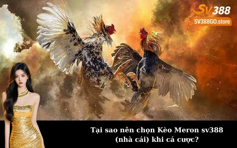 Tại sao nên chọn Kèo Meron sv388 (nhà cái) khi cá cược?